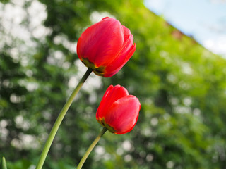 Obraz premium Two red tulip in a green field. The sky is blue. 