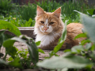 Naklejka na ściany i meble The big, red, fluffy cat. Nature, green grass, summer. Portrait of a luxury cat 
