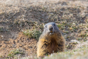 groundhog (Marmota monax)