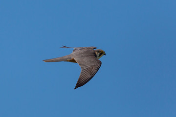 Eurasien hobby (falco subbuteo) during flight