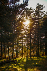 sunrise in forest