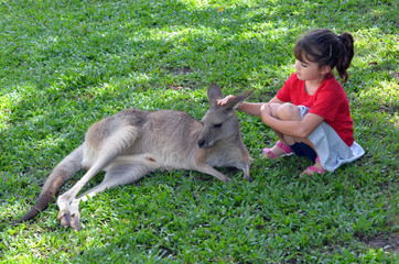Little child petting grey kangaroo in Queensland, Australia