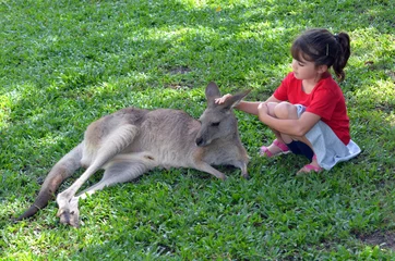 Papier Peint photo Lavable Kangourou Little child petting grey kangaroo in Queensland, Australia