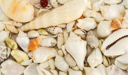 sea shells
