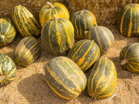 Stripetti Squash
