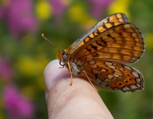 orange butterfly wings one finger human hand