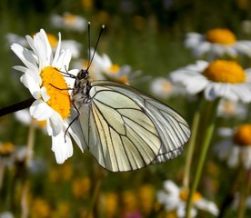 white butterfly wings on a flower in a meadow