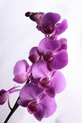 Fototapeta na wymiar Sprig of beautiful orchids