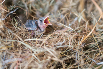 Baby bird hungry in the Bird Nest