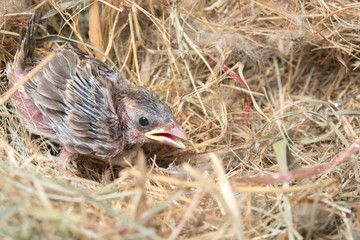 Baby bird hungry in the Bird Nest