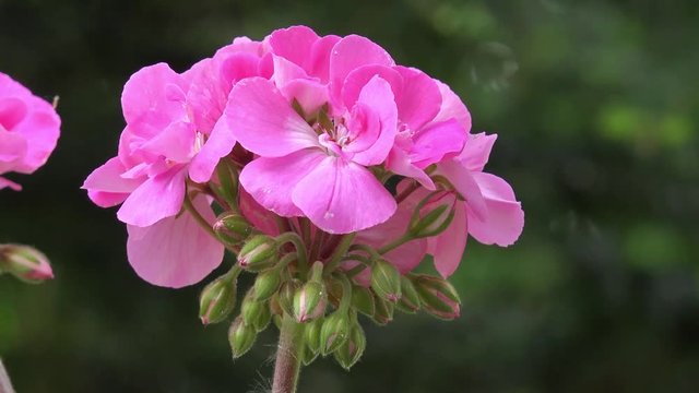 Pink geranium in the nature