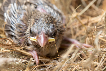 Baby bird hungry in the Bird Nest
