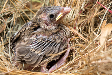 Baby bird hungry in the Bird Nest