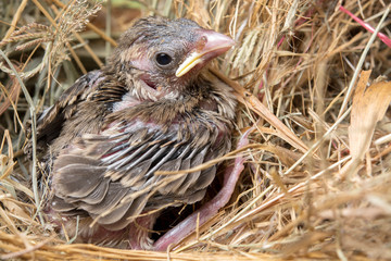 Baby bird hungry in the Bird Nest