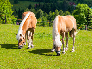 Two grazing palomino horses
