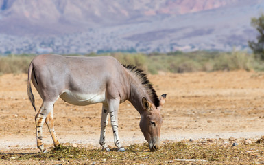 Somali wild donkey (Equus africanus) inhabits nature reserve near Eilat city, Israel