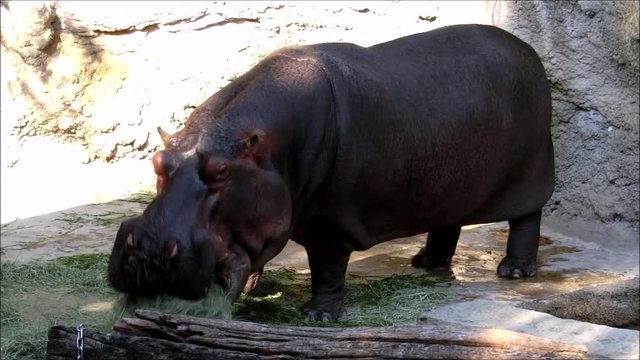 草を食べているカバ／Hippopotamus eating grass
