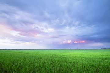clouds over the field