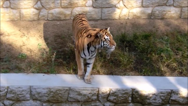歩いているトラ／A walking tiger