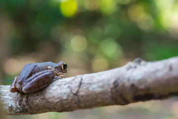 Common tree frog Polypedates leucomystax in terrarium