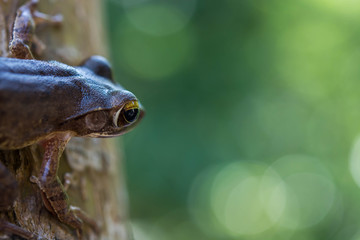 Common tree frog Polypedates leucomystax in terrarium