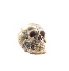 Human skull model isolated on white background