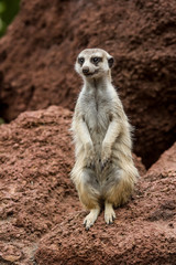 Fototapeta premium portrait meerkat, suricate outdoor standing