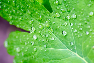 Raindrops on a leaf