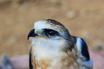 young falcon bird