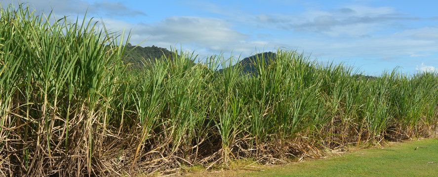 Sugar cane grow in a farm © Rafael Ben-Ari