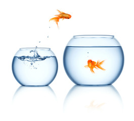 Goldfish jump out of fishbowl isolated on white background