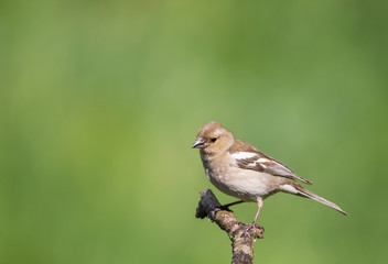 Pinson des arbres femelle