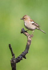 Pinson des arbres femelle