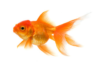 Goldfish isolated on white background