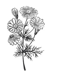 pharmaceutical camomile