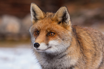 portrait Red fox in the snow