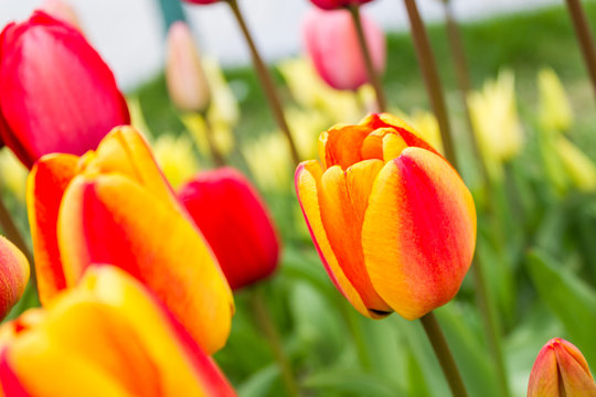  Beautiful bouquet of tulips.