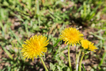 Group of yellow dandelions on grass