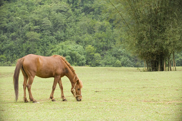 Horse on grass of highland