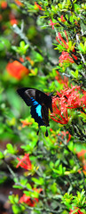 Ulysses Swallowtail butterfly profile side view