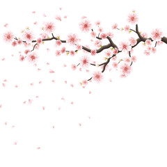 Pink sakura flowers isolated on white. EPS 10 © beholdereye