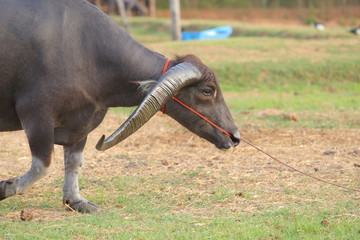 Thai buffalo horn long dignified, water buffalo in Thailand.