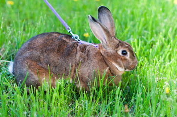 Rabbit on the green grass