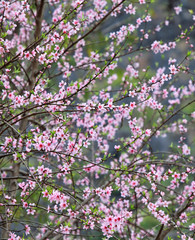 Cherry blossom, peach flower in the garden