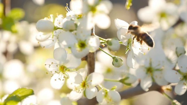 spring white flower and bee in slow motion