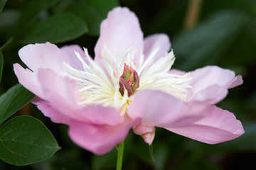 Obraz na płótnie Canvas Pink peony flower macro with green leaves