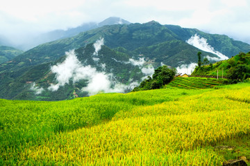 Rice fields prepare the harvest at Northwest Vietnam.