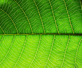 green leaf texture