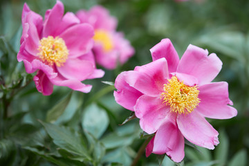 Pink peony flowers with green leaves in a garden