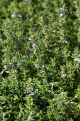 Thyme, Thymus vulgaris green leaves background